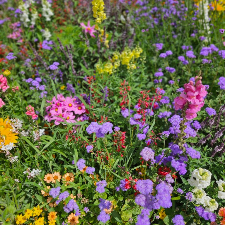 Das gepflanze Bienenbeet