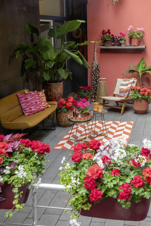 Pelargonium for Europe