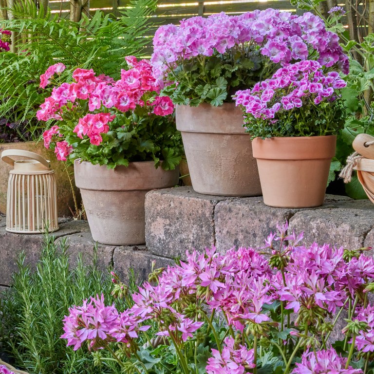 Sommer in Rosa & Beere