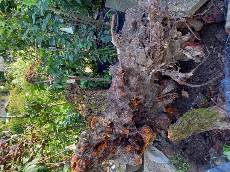 Gartentipp November - Baum schneiden