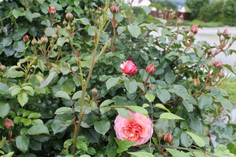 Gartentipp im März - Rosen schneiden - wenn Forsytien blühen!