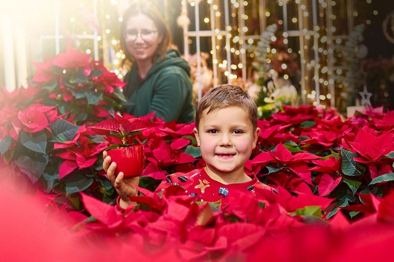 Weihnachtssterne soweit das Auge reicht